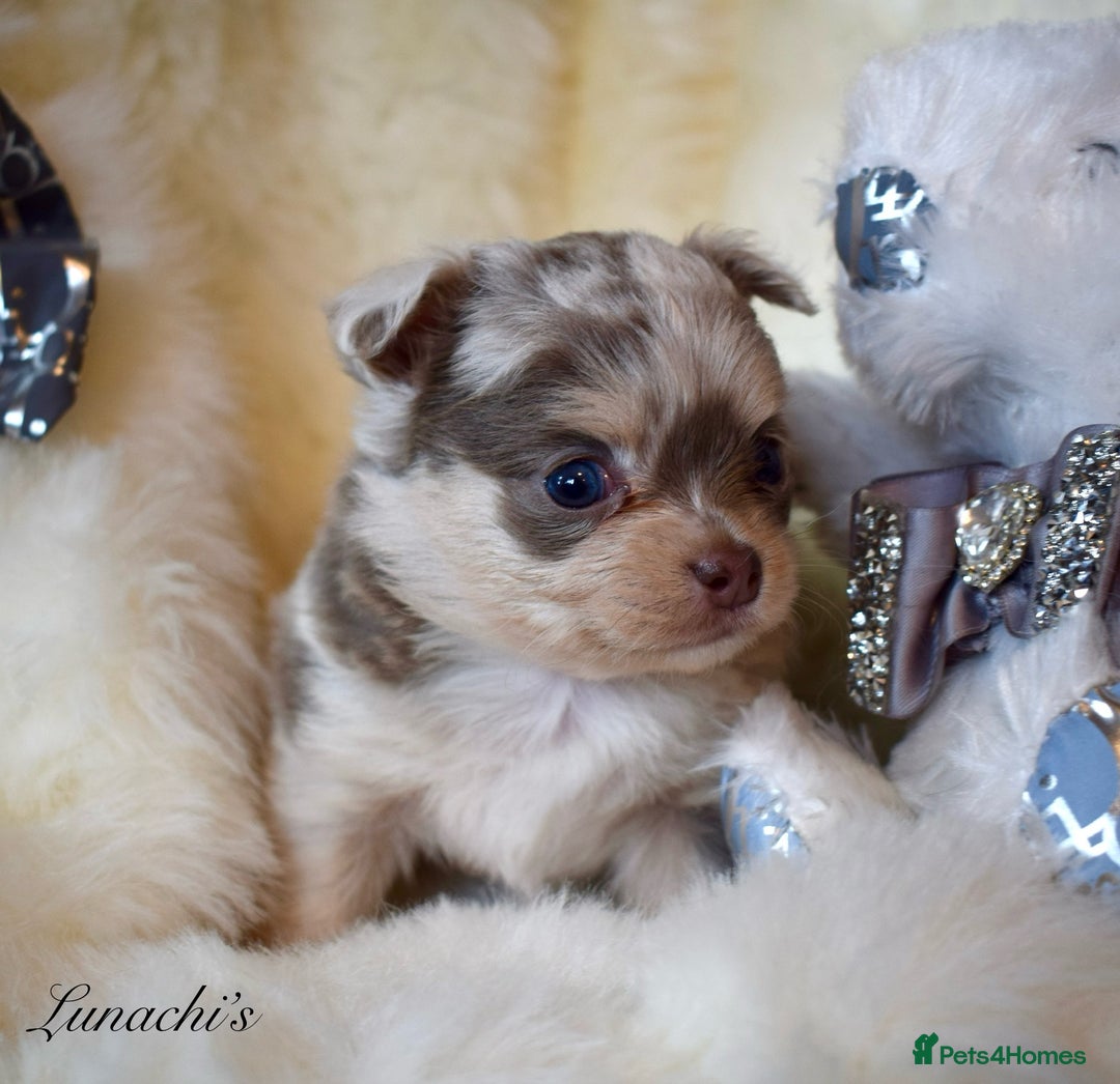 Chihuahua dogs for sale: Stunning long coat chihuahua puppies - Image 22