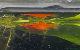Platies fish for sale: Dwarf platys coral red and sunset  - Image 1
