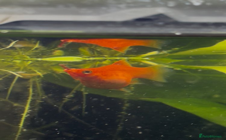 Platies fish - Advert 1