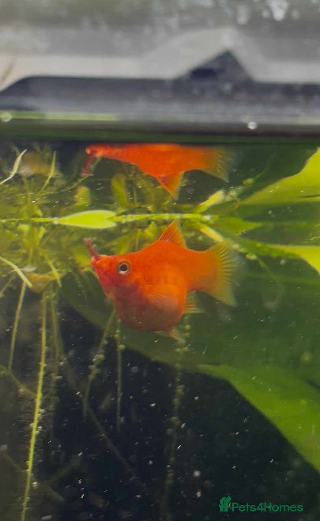 Platies fish for sale: Dwarf platys coral red and sunset  - Image 1