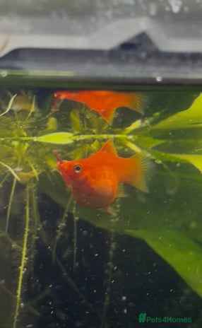 Platies fish - Advert 6