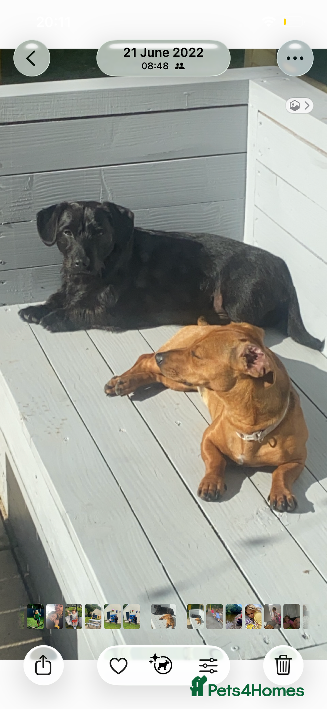 Mixed Breed dogs for sale: Buddy and Minnie (to be rehomed together) - Advert 8