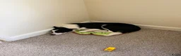 Border Collie dogs for sale: border collie - Advert 3