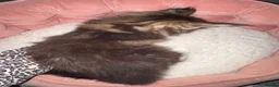 Maine Coon cats for sale: Beautiful Maine Coon Kittens - Advert 6