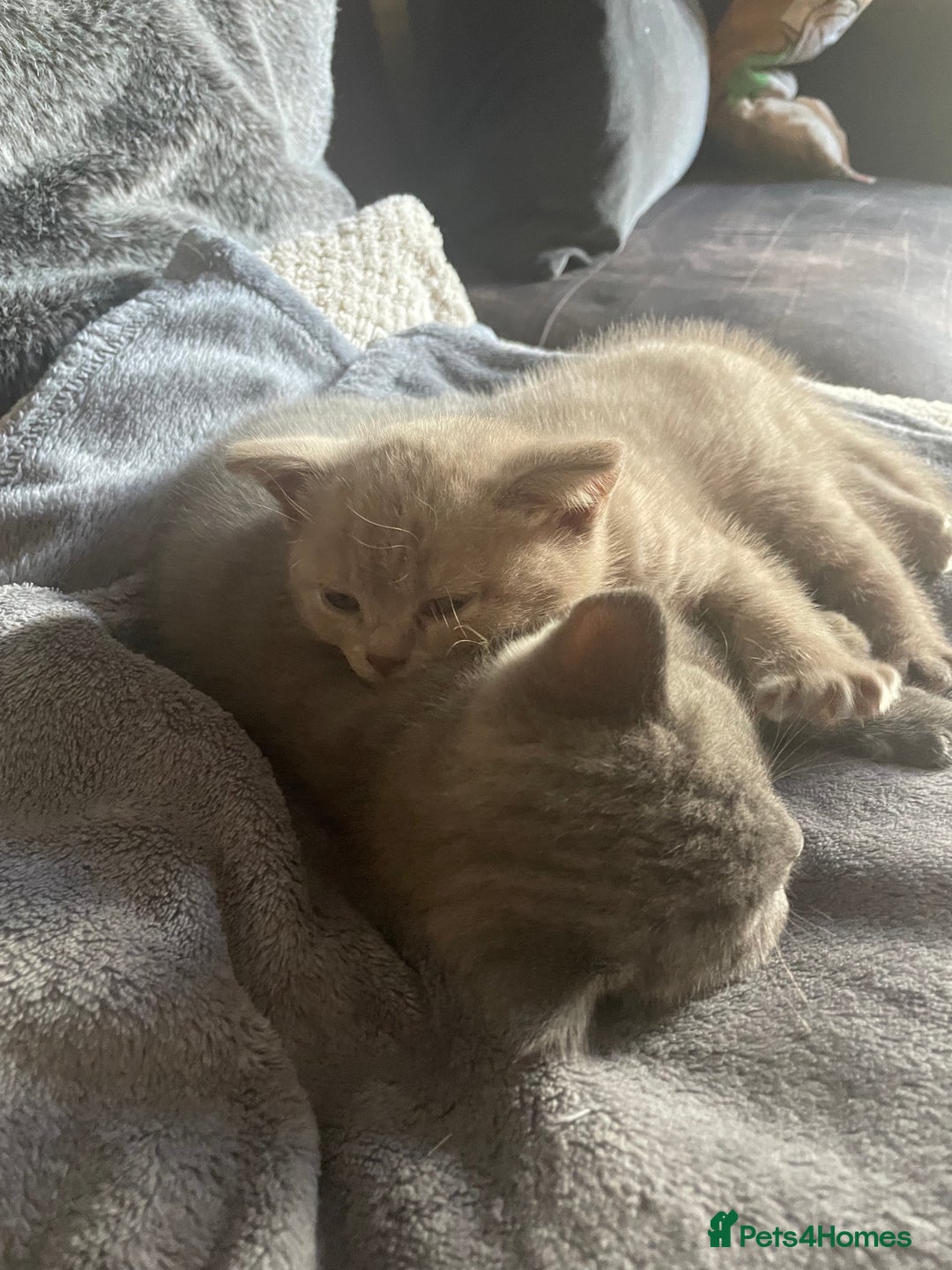 British Shorthair cats for sale: Beautiful British blue Kittens in Sheffield - Image 6