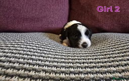 Sprollie dogs for sale: Sprollie Puppies - Image 18