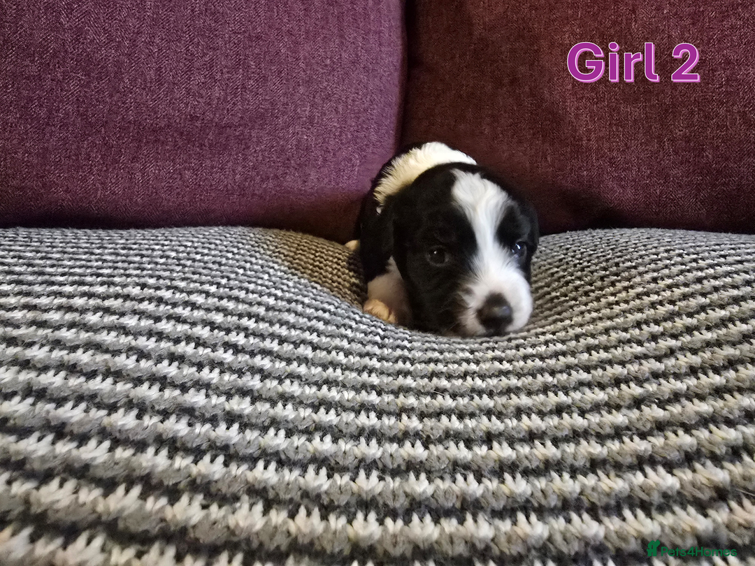 Sprollie dogs for sale: Sprollie Puppies - Image 18