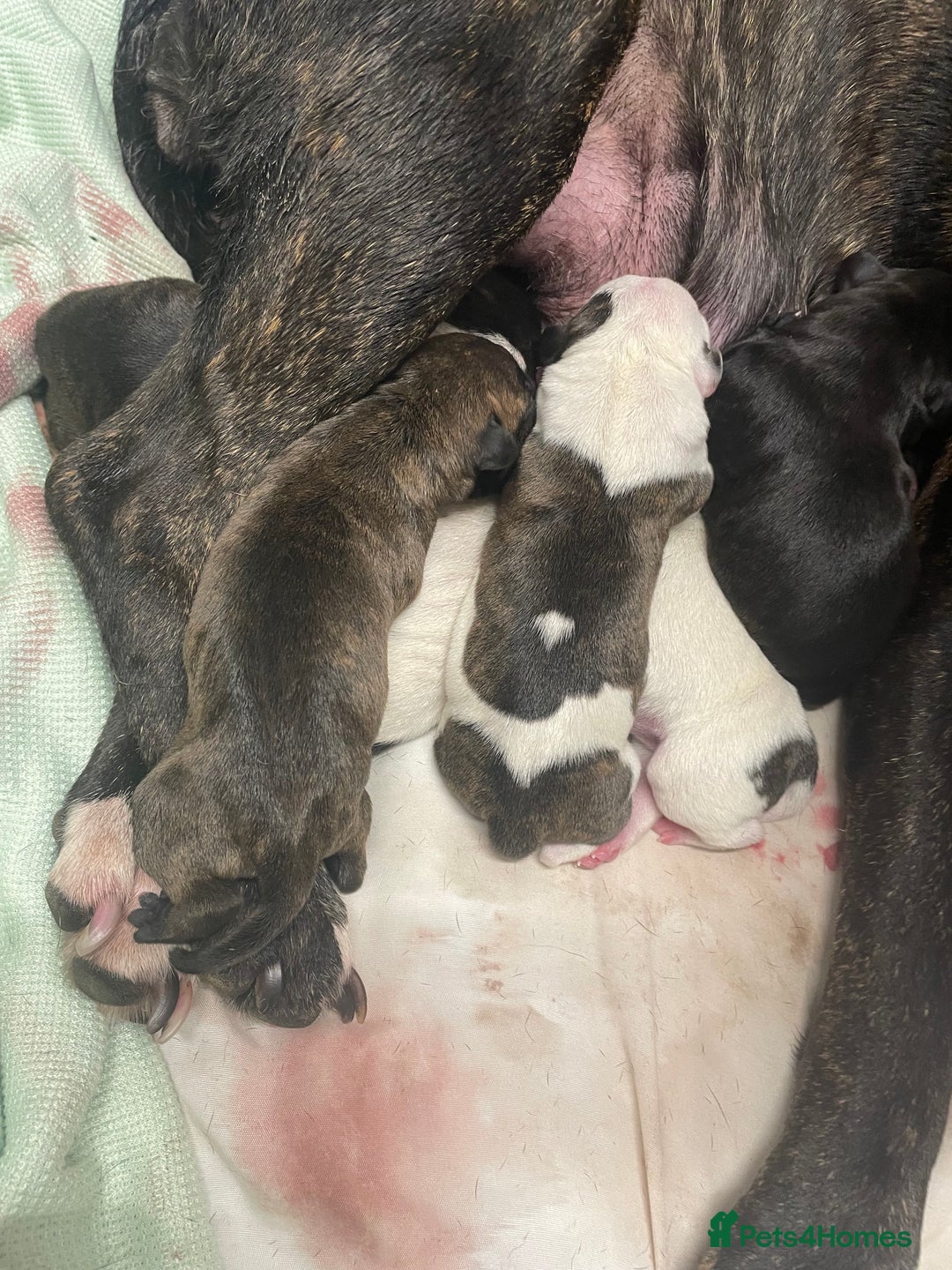 Staffordshire Bull Terrier dogs for sale: Staffy puppies  - Image 1