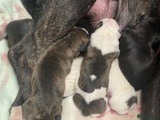 Staffordshire Bull Terrier dogs Staffy puppies - Advert 7