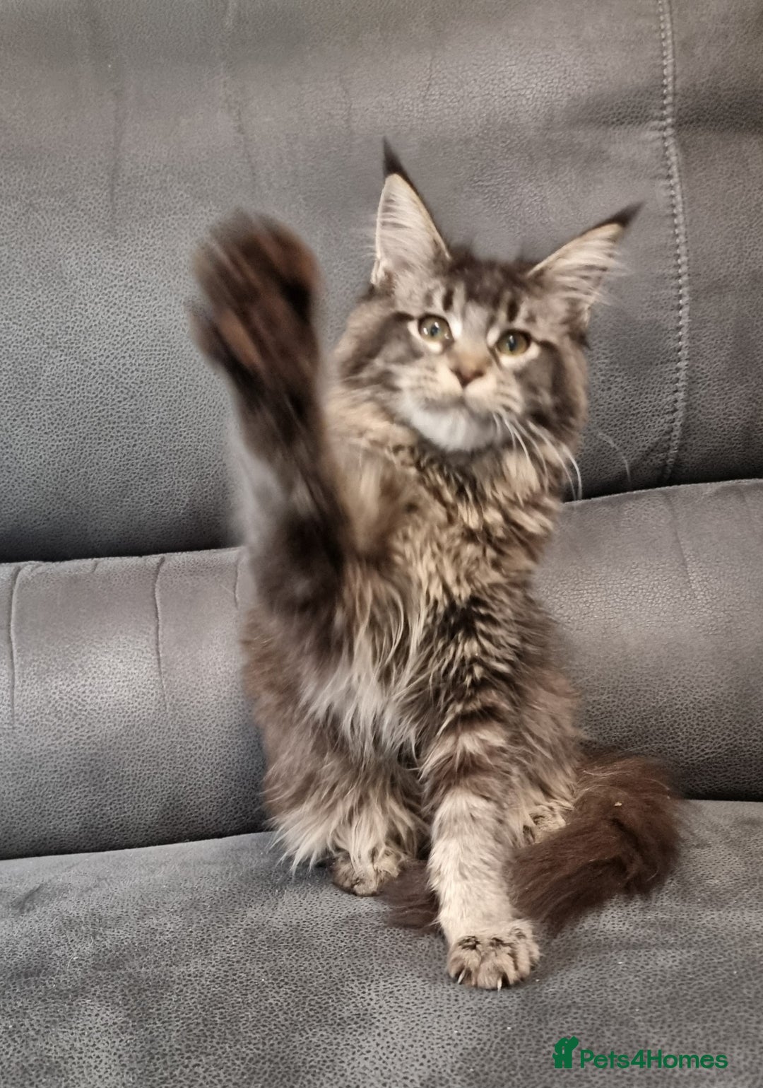 Maine Coon cats for sale: Pedigree Maine Coon Kittens GCCF REGISTERED  - Advert 31