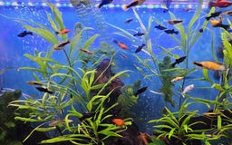 Mollies fish for sale: Molly and ancistrus fish - Image 3