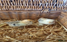 Chickens poultry for sale: Unsexed Mille Fleur Pekin Chicks For Sale  - Image 9