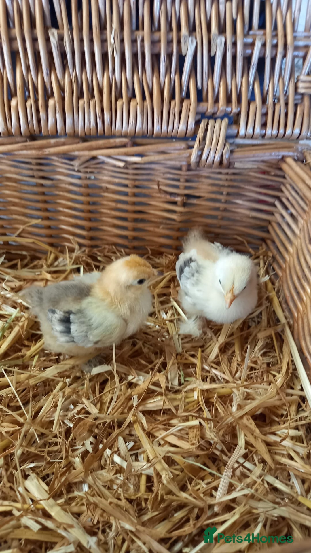 Chickens poultry for sale: Unsexed Mille Fleur Pekin Chicks For Sale  - Image 9