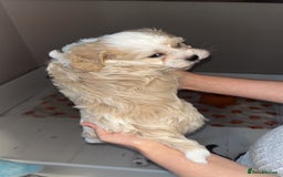 Mixed Breed dogs for sale: My beautiful Cavapoo Angie has given birth! 🐶🥰 - Image 4