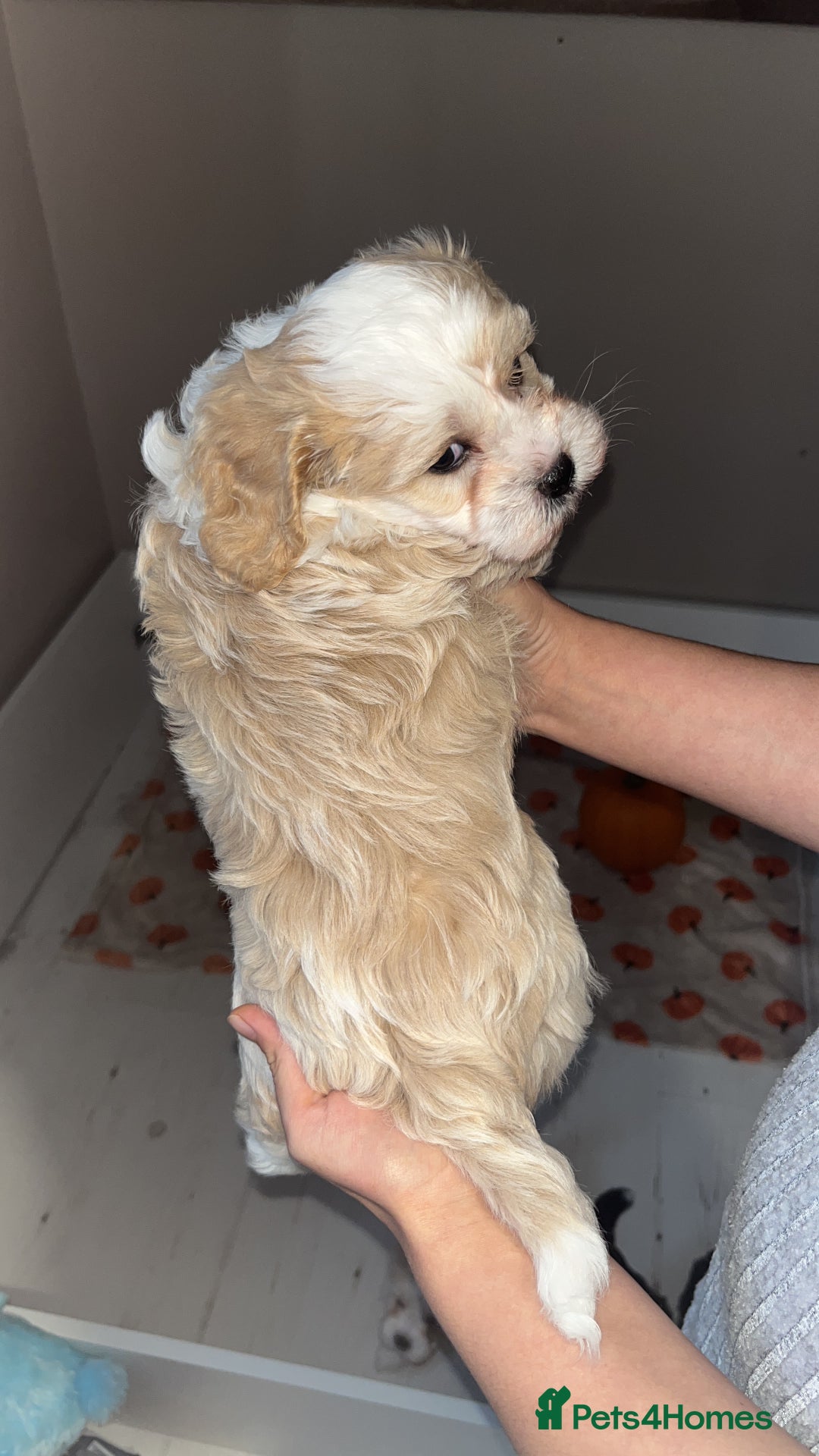 Mixed Breed dogs for sale: My beautiful Cavapoo Angie has given birth! 🐶🥰 - Image 4