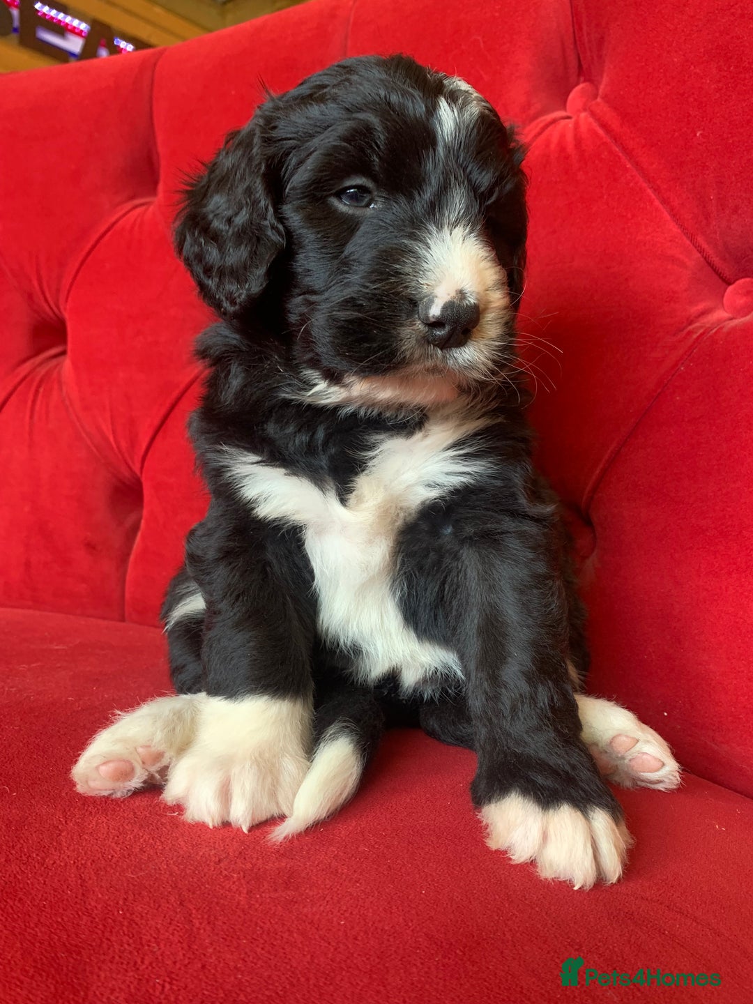 Bernedoodle dogs for sale: F1 Standard Bernedoodle Puppies LN8 - Image 19