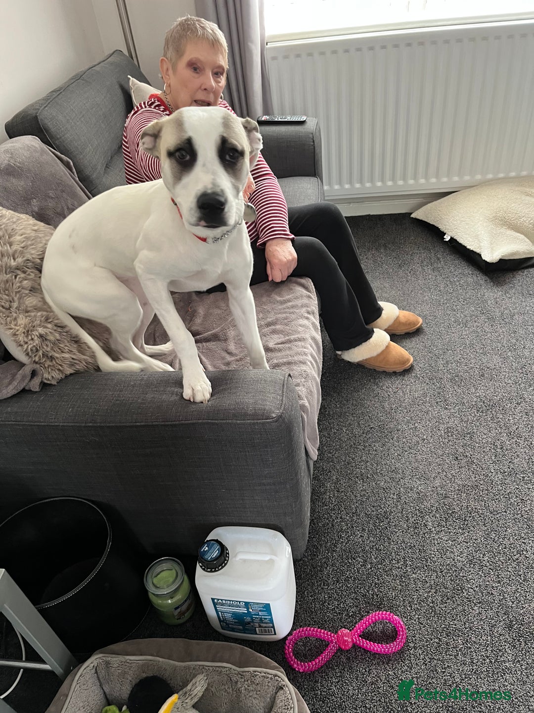 Mixed Breed dogs for sale: Winnie - Image 5