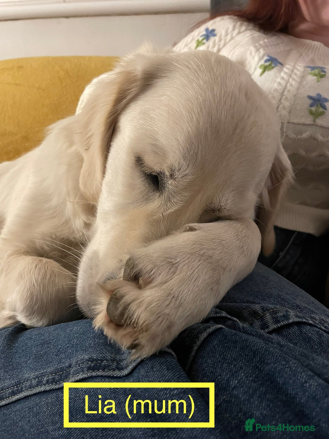 Golden Retriever dogs for sale: KC-Reg Golden Puppies @ Sunaraelia - Due 23/10/25 - Image 6