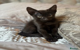 Mixed Breed cats for sale: One female kitten  - Image 2