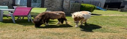 Shetland pony horses for sale: Shetland ponies for sale - Advert 2