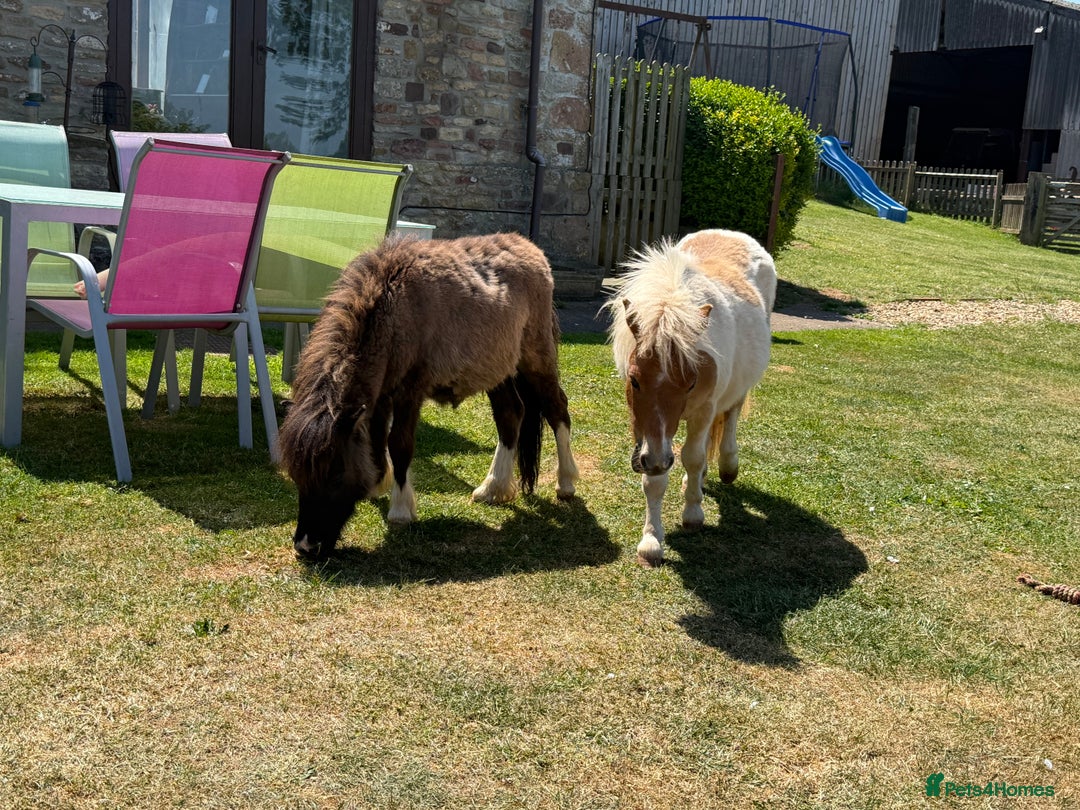Shetland pony horses for sale: Shetland ponies for sale - Advert 2