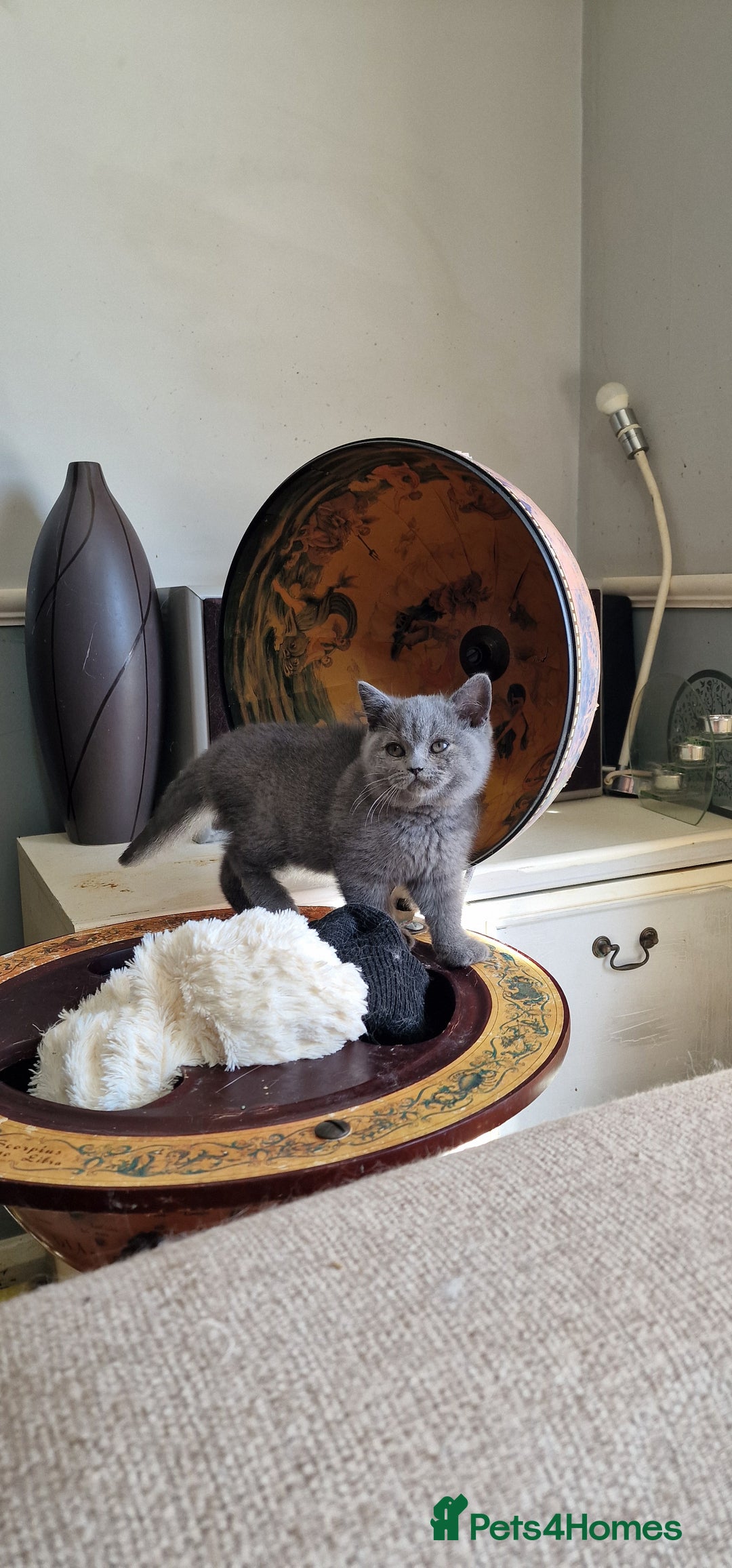British Shorthair cats for sale: pure British short-hair ready for loving home in Doncaster - Image 37