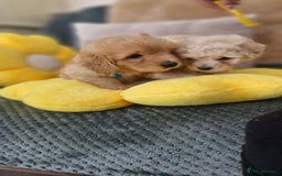 Mixed Breed dogs for sale: Maltipoo puppies  - Image 20