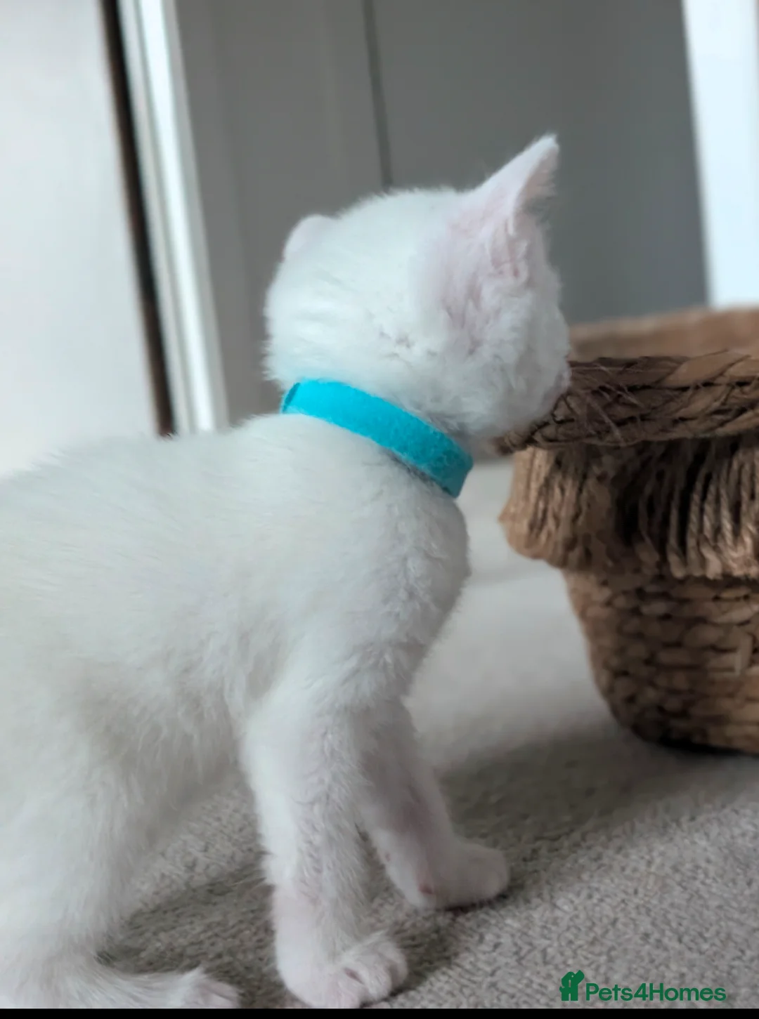 Mixed Breed cats for sale: Beautiful white male kitten (possibly deaf) - Advert 3