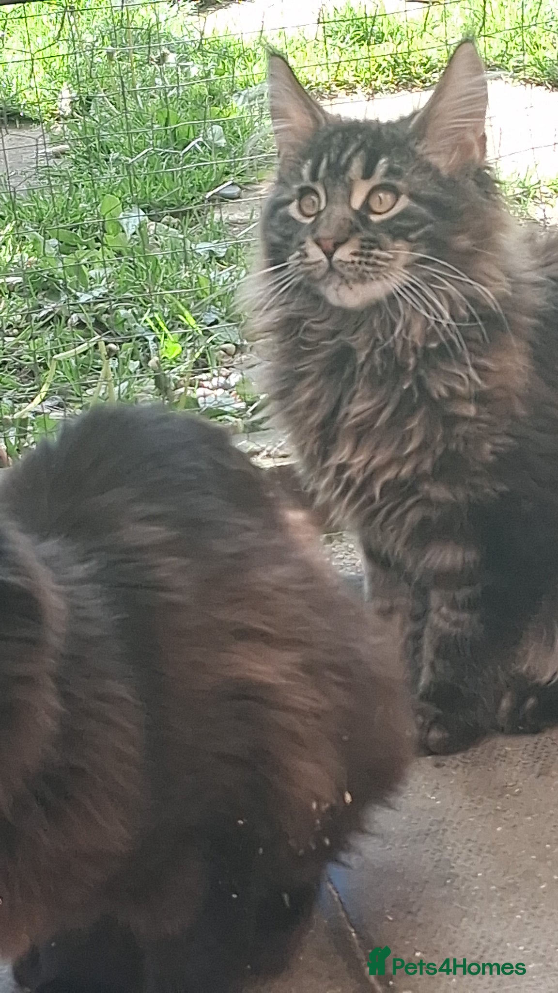 Maine Coon cats Maine coon xl pedigree active - Advert 8