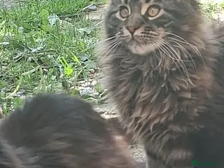 Maine Coon cats Maine coon xl pedigree active - Advert 8