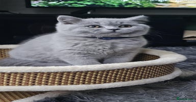 British Shorthair cats - Advert 1