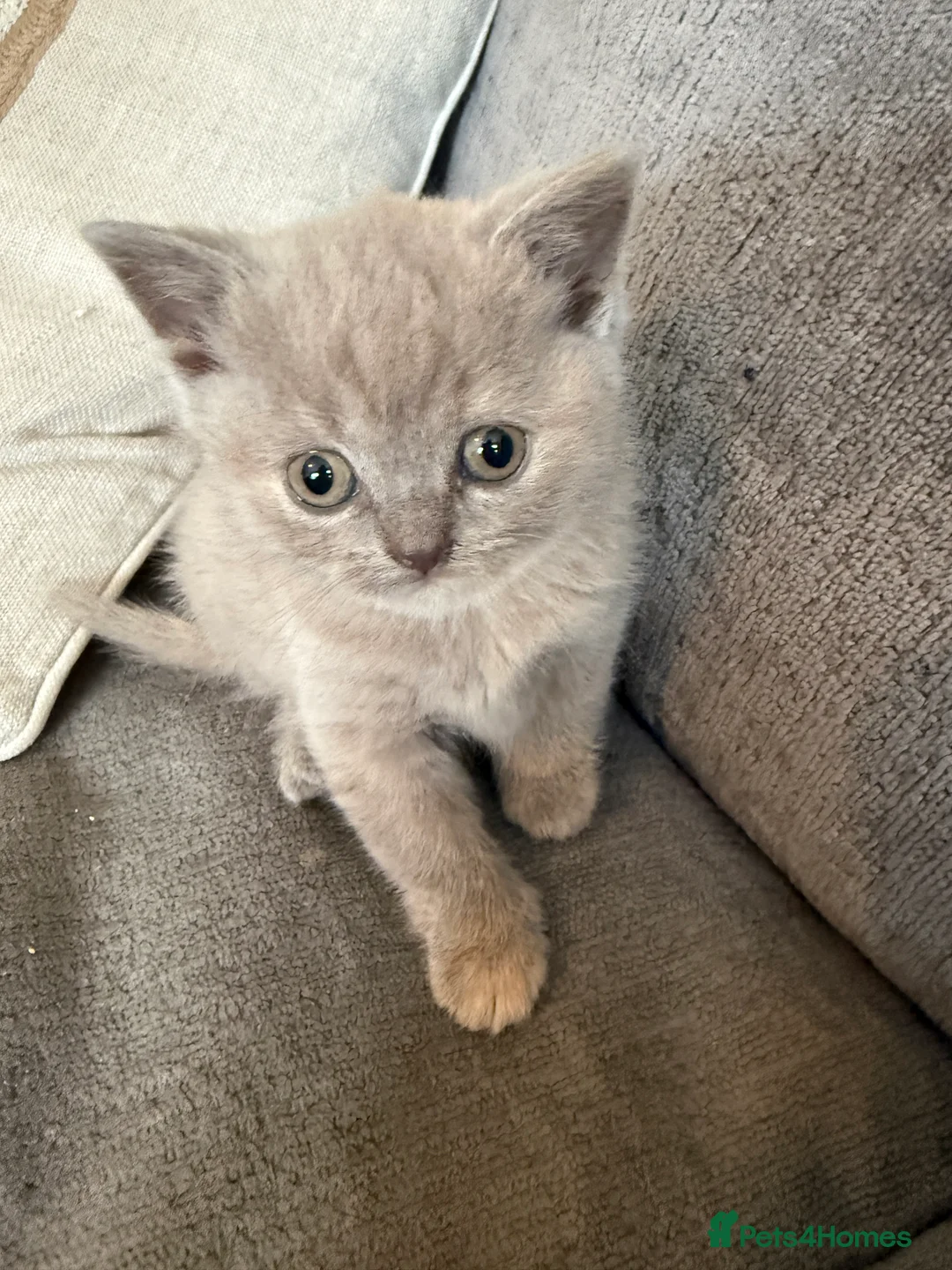 British Shorthair cats for sale: Stunning Litter of Mixed Colour Shorthairs - Advert 2