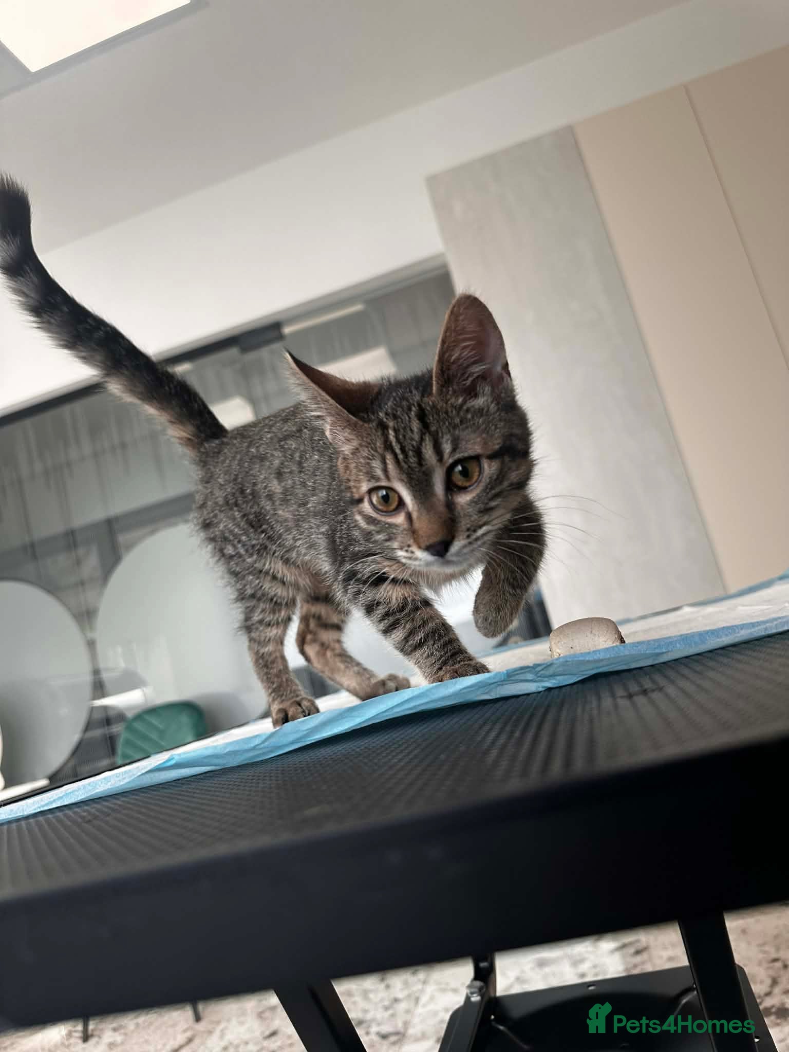 Mixed Breed cats Cookie for adoption - Advert 2