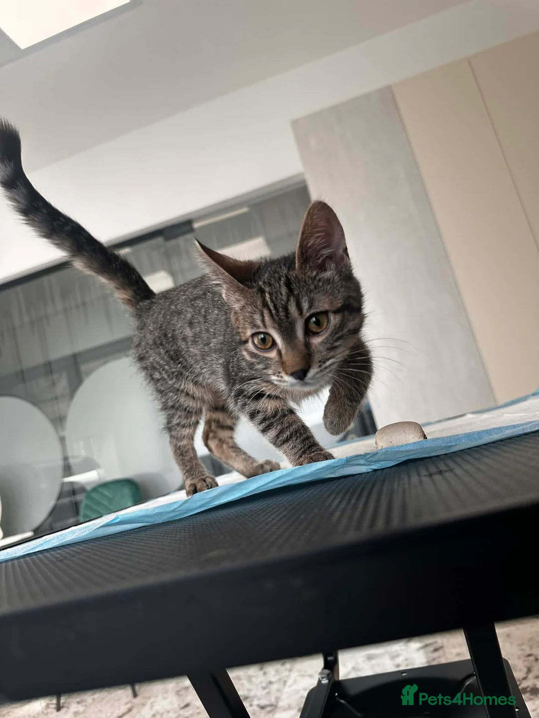 Mixed Breed cats for adoption: Cookie for adoption in Waterlooville - Advert 1