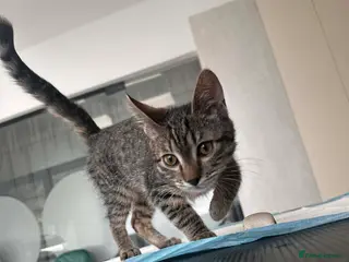 Mixed Breed cats Cookie for adoption - Advert 2