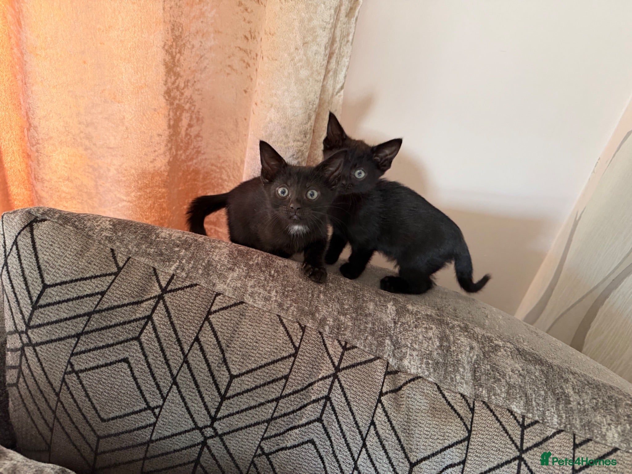 Mixed Breed cats Beautiful kitten - Advert 5