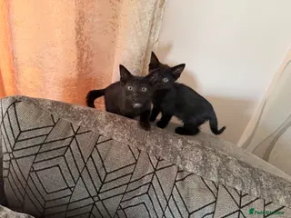 Mixed Breed cats Beautiful kitten - Advert 5