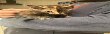 Mixed Breed Kitten 2