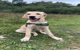 Goldador dogs for sale: Goldador - Image 1