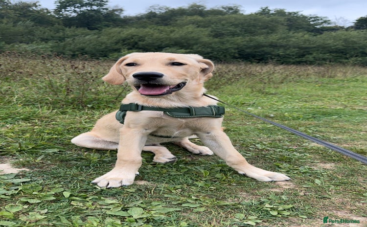 Goldador dogs - Advert 1