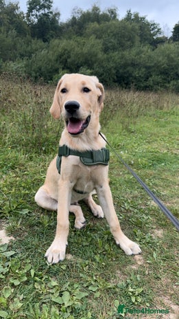 Goldador dogs - Advert 10