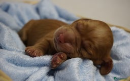 Mixed Breed dogs for sale: Golden Cocker Spaniel  - Image 20