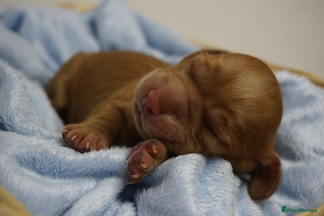 Mixed Breed dogs for sale: Golden Cocker Spaniel  - Image 20
