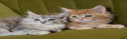 Maine Coon cats for sale: Pedigree Maine coon kittens can be TICA reg in Dorking - Advert 6