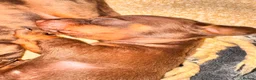 Miniature Dachshund dogs for sale: Four beautiful dachshund babies  - Advert 2