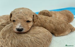 Poochon dogs for sale: Poochon Puppies Available! - Image 2