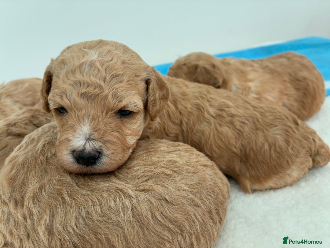 Poochon dogs for sale: Poochon Puppies Available! - Image 2