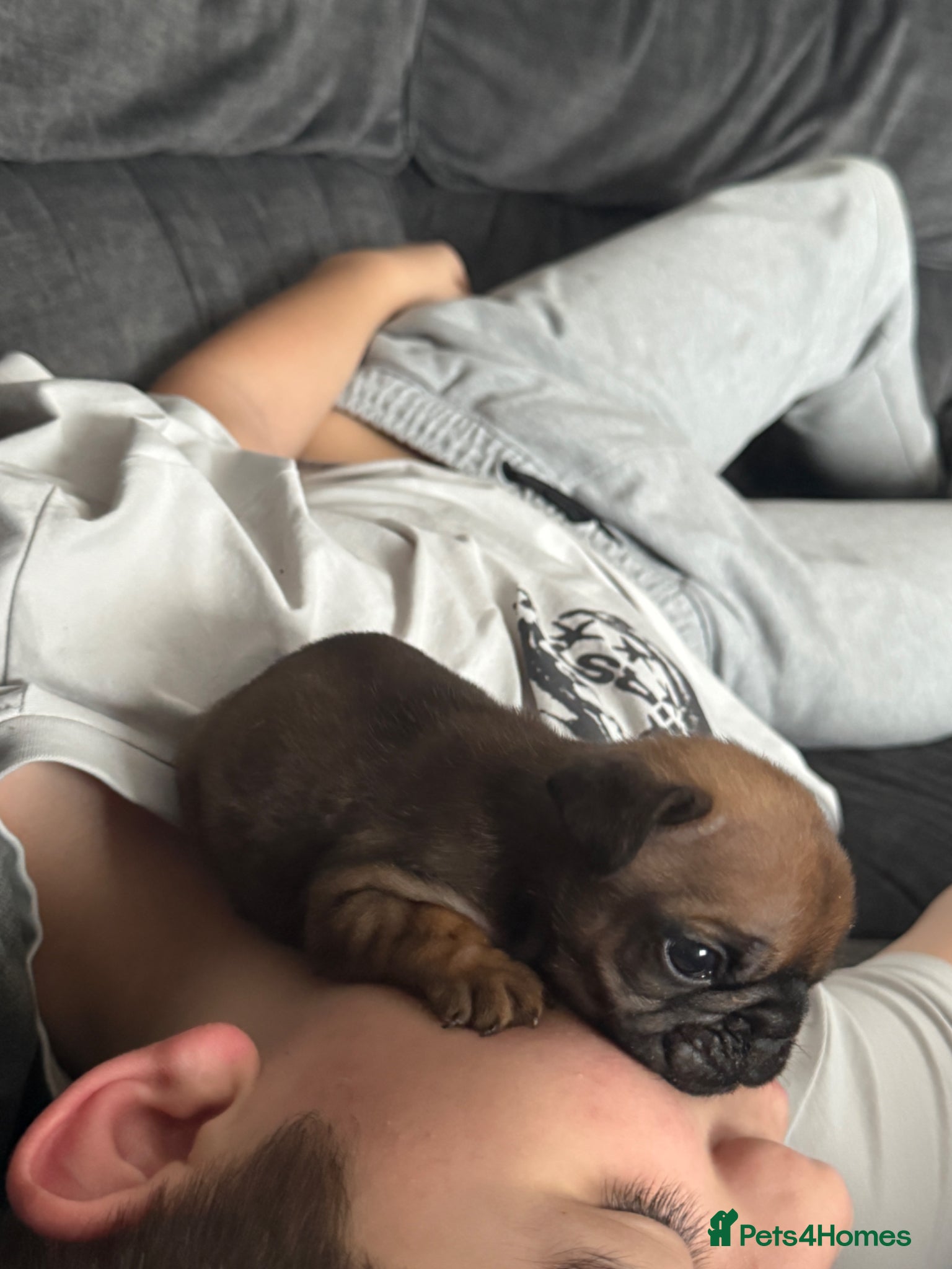 French Bulldog dogs Adorable French Bulldog Male Puppy for Sale - Advert 1