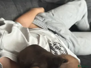 French Bulldog dogs Adorable French Bulldog Male Puppy for Sale - Advert 1