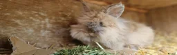 Lionhead rabbits for sale: Purebred double-maned friendly young lionhead boy - Advert 2